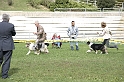 Best In Show